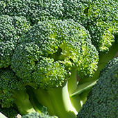 Broccoli