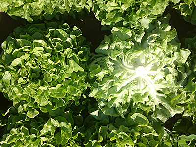 Eichblattsalat grün