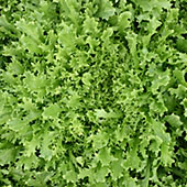 Frisée