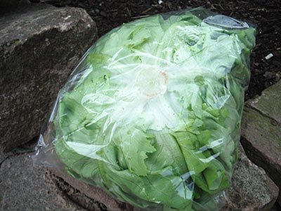 Kopfsalat