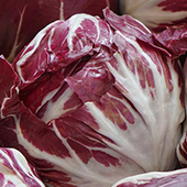 Radicchio